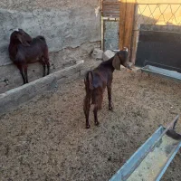 ۲راس بز دورگ پاکستانی|حیوانات مزرعه|گرمسار, |دیوار