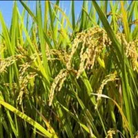 شلتوک عنبربو خالص درجه یک