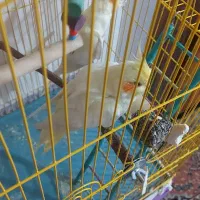 جفت عروس هلندی معاوضه با گیرینجک اهلی|پرنده|خوی, |دیوار