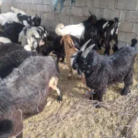 کهره فروشی