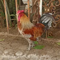 دوتا خروس جوان و ناز