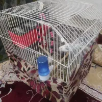 ماده مرغ عشق با قفس