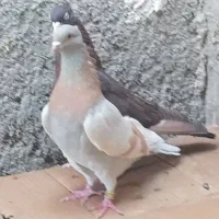 کبوتر خوب، سرور چاپی،و تعدادی کبوتر قیمت مناسب|پرنده|خورموج, |دیوار