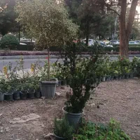 انواع گل و گلدان به صورت تک و عمده|گل و گیاه طبیعی|کرج, فاز ۳ مهرشهر|دیوار