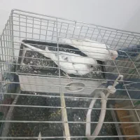 مرغ عشق مولد