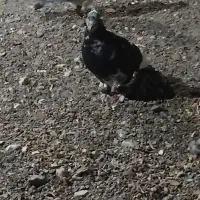 جوجه