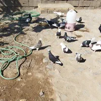 فروش کبوتر|پرنده|کوهبنان, |دیوار