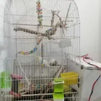 قفس بزرگ به همراه عروس هلندی جفت|پرنده|مشهد, جاهد شهر|دیوار