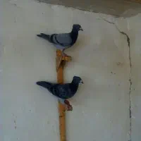 فروش کبوتر