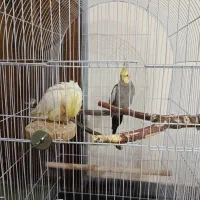 عروس هلندی نر