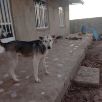 سگ عراقی یازده ماهه معاوضه باادمچیل