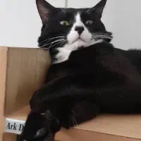 واگذاری گربه تاکسیدو