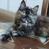 گربه پرشین 8تومن