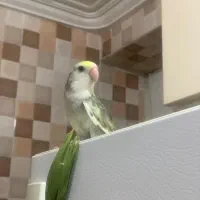 فروش  کوتوله دستی|پرنده|مهر, |دیوار