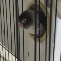 یک جفت کوتوله برزیلی با لوازم کامل و خانه