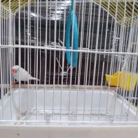 فنچ همراه با قفس فقط۵۰۰ تومان