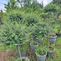 فروش  گلهای بیرونی با تخفیف ویژه|خدمات باغبانی و درختکاری|تنکابن, |دیوار