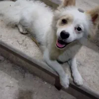 پاکوتاه گوش تیز|سگ|آستانه اشرفیه, |دیوار