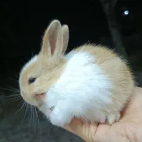 بچه خر گوش