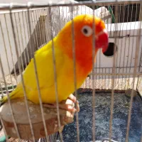 کوتوله ماده زرد  مولد ۴تخم بآ تخم   با تمام وسایل|پرنده|یزد, |دیوار