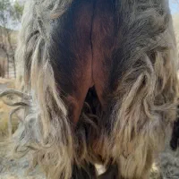 قوچ|حیوانات مزرعه|همایجان, |دیوار