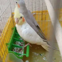عروس هلندی|پرنده|مسجد سلیمان, |دیوار