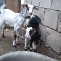 سلام علیکم دوعددکهروک کوچک ماده مخصوص داشت