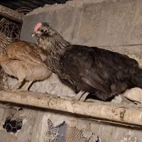 تخم مرغ نطفه دار محلی اصل،نژاد پاکوتاه ریشی|حیوانات مزرعه|خورموج, |دیوار