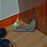 چهار عدد عروس هلندی معاوضه با پرنده سخنگو|پرنده|سنندج, |دیوار