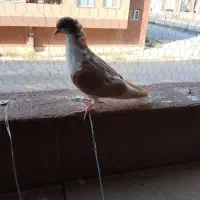 چار تا جوجه ساده کاکلی|پرنده|گلبهار, شهر جدید گلبهار|دیوار