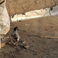 مرغ و خروس مینیاتوری یا سبرایت|حیوانات مزرعه|اردکان, |دیوار