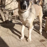 سگ سراب ۹ماهه فی ۱۲میلیون