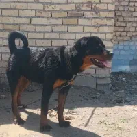 روتوایلر اصل ۷ماهه