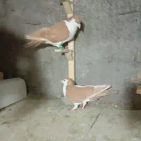 جفت ساده وچپ زرد