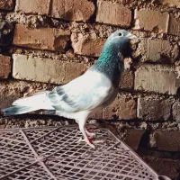 کفترابلغ سبز وابلغ سیاه