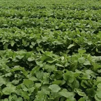 شلغم برا گاو داری ها