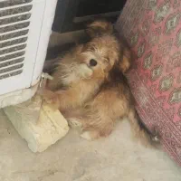 توله شیتزو نر ۵ ماهه شناسنامه دار