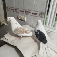 کبوتر یک کت ودوکت