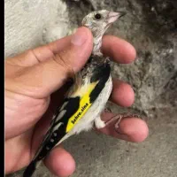 جوجه سهره