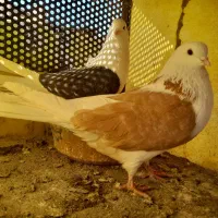 کبوتر|پرنده|مشکیندشت, |دیوار