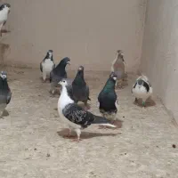 کبوتر پرشی قوچان