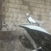 کفتر
