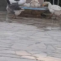 قاز ماله چه