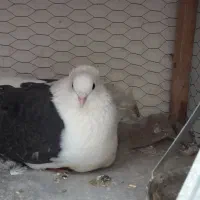 کفتر کبوتر پشت