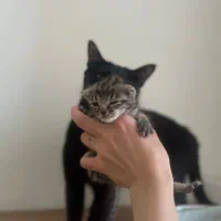 بچه گربه حمایتی بدون مادر هست