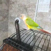 گرنچیک ردفکتور کیفیت عالی زیر سینه قرمز