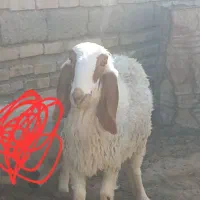 کوسفند مری اصل