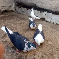 کفتر ساده افشون و گراف ماده|پرنده|مشهد, شهید معقول|دیوار