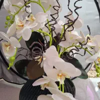 گل ارکیده ناب ناب|گل و گیاه طبیعی|شاهین‌شهر, فردوسی|دیوار