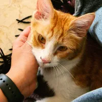 واگذاری گربه